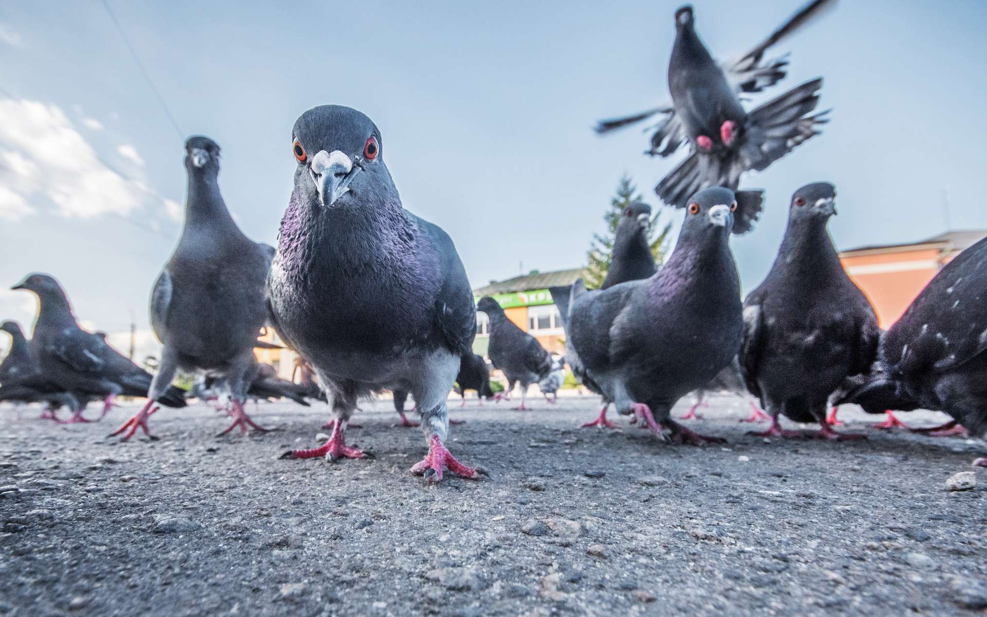 Dégradations sévères causées par fientes acides de pigeons sur façade parisienne balcon corniche nécessitant nettoyage et dépigeonnage urgent