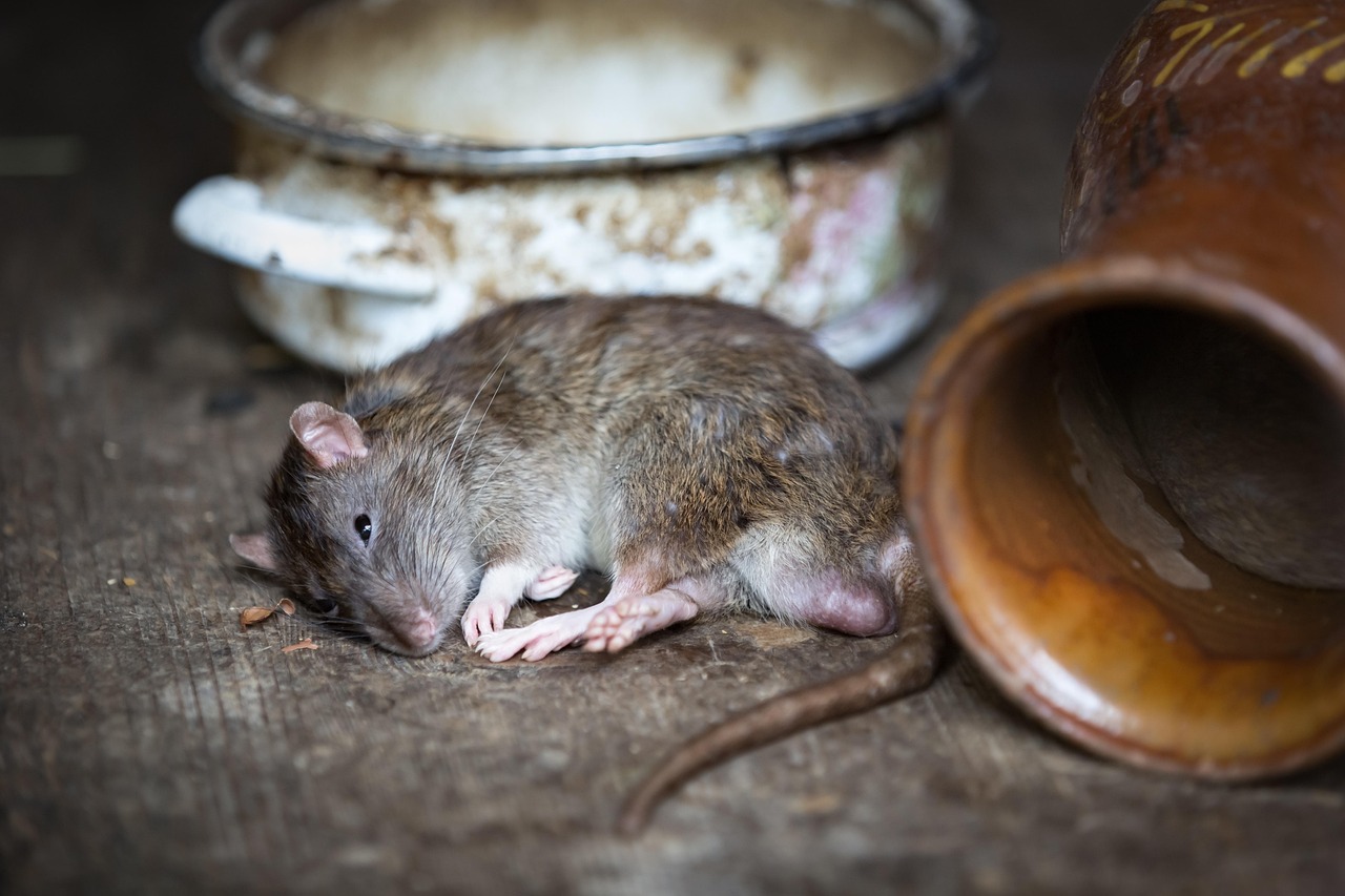 Expert en dératisation effectuant un diagnostic approfondi avec détection des traces d'excréments et cartographie des zones infestées par les rats