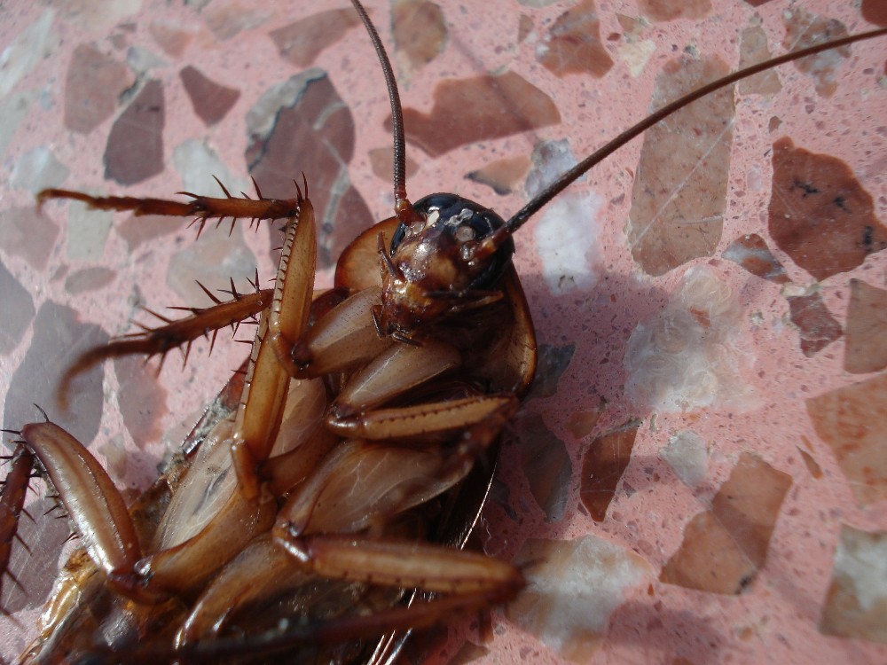 infestation cafards blattes germaniques appartement Infestation sévère de cafards blattes germaniques dans cuisine d'appartement avec traces d'excréments et oothèques poches d'œufs nécessitant traitement urgent