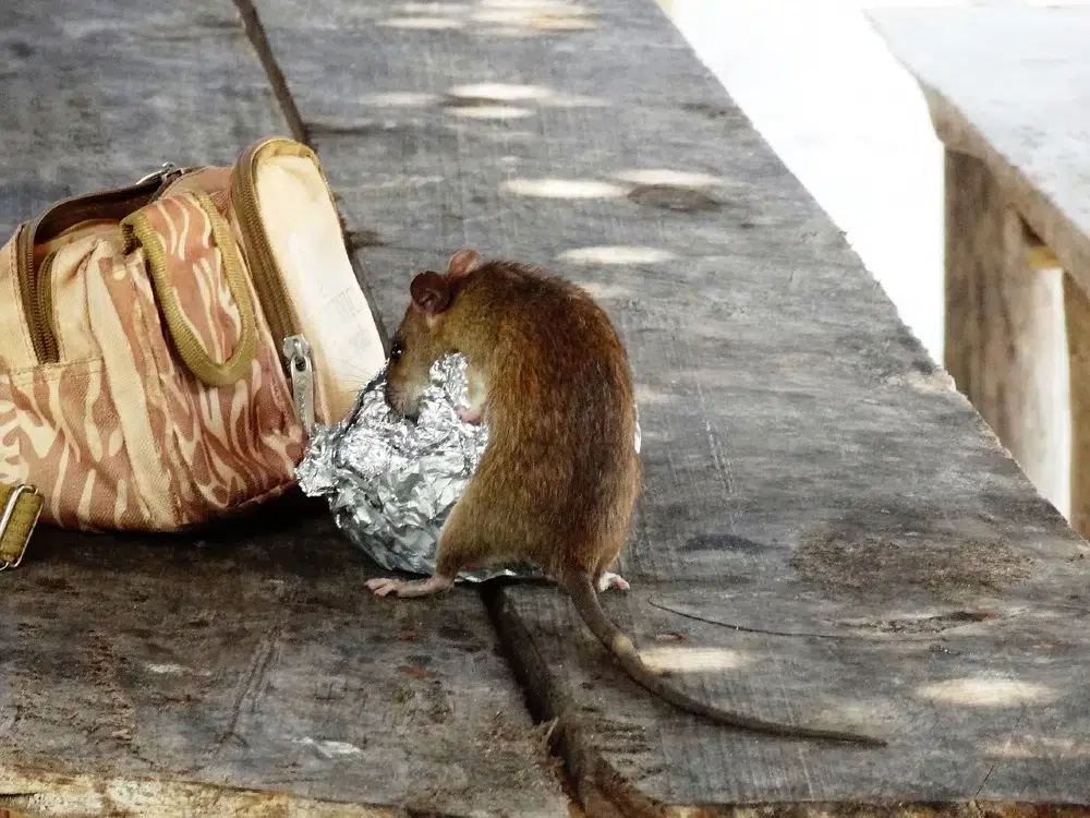 Technicien certifié Certibiocide installant des postes d'appâtage sécurisés avec rodenticides professionnels pour dératisation efficace