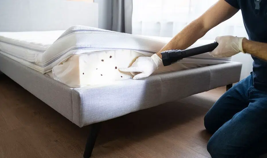 Inspection professionnelle d'un matelas d'hôtel à la recherche de punaises de lit